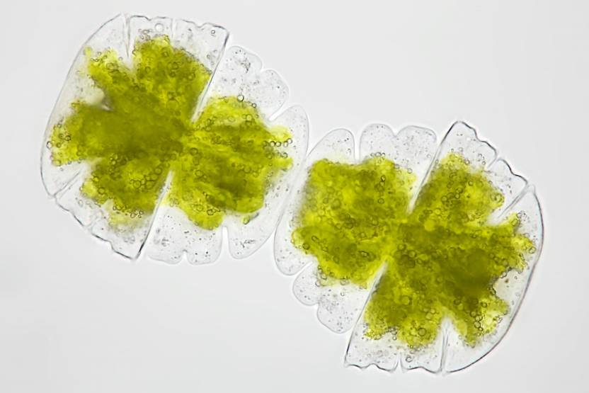 © Carbonworks © Carbonworks