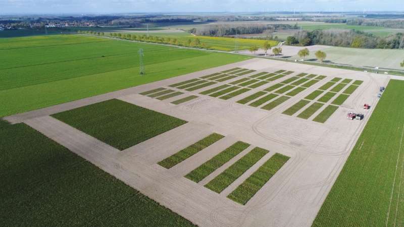 Champs de betteraves © Cristal Union