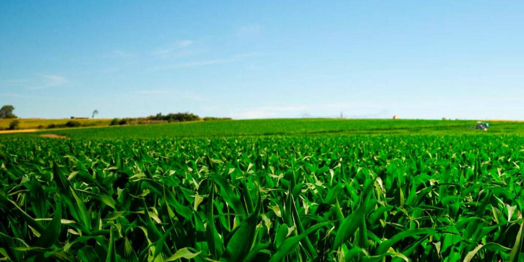 © Limagrain Europe © Limagrain Europe