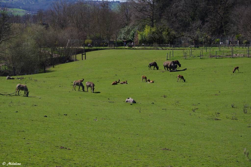 © Parc Zoo du Reynou © Parc Zoo du Reynou