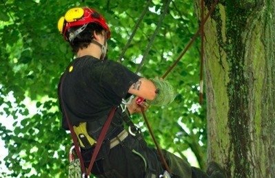 ©SAMU (Soins des Arbres en Milieu Urbain)