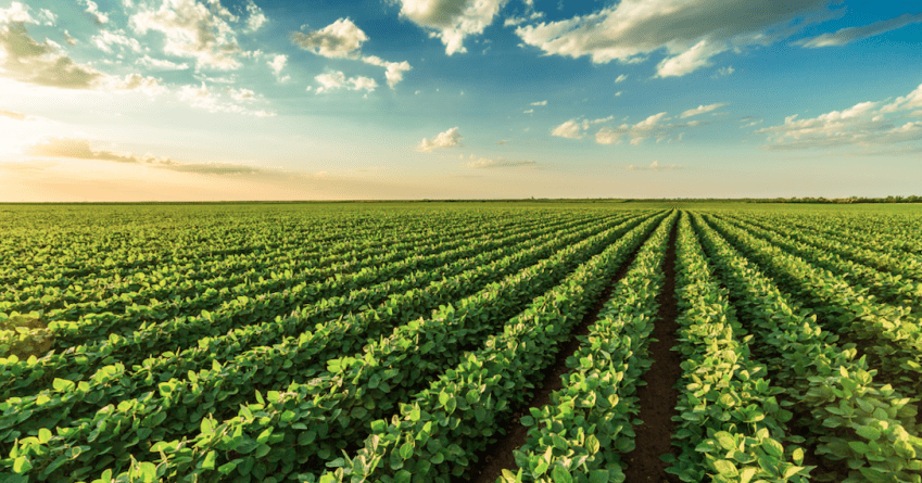 Elicit Plant Elicit Plant