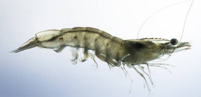 © Lisaqua © Lisaqua