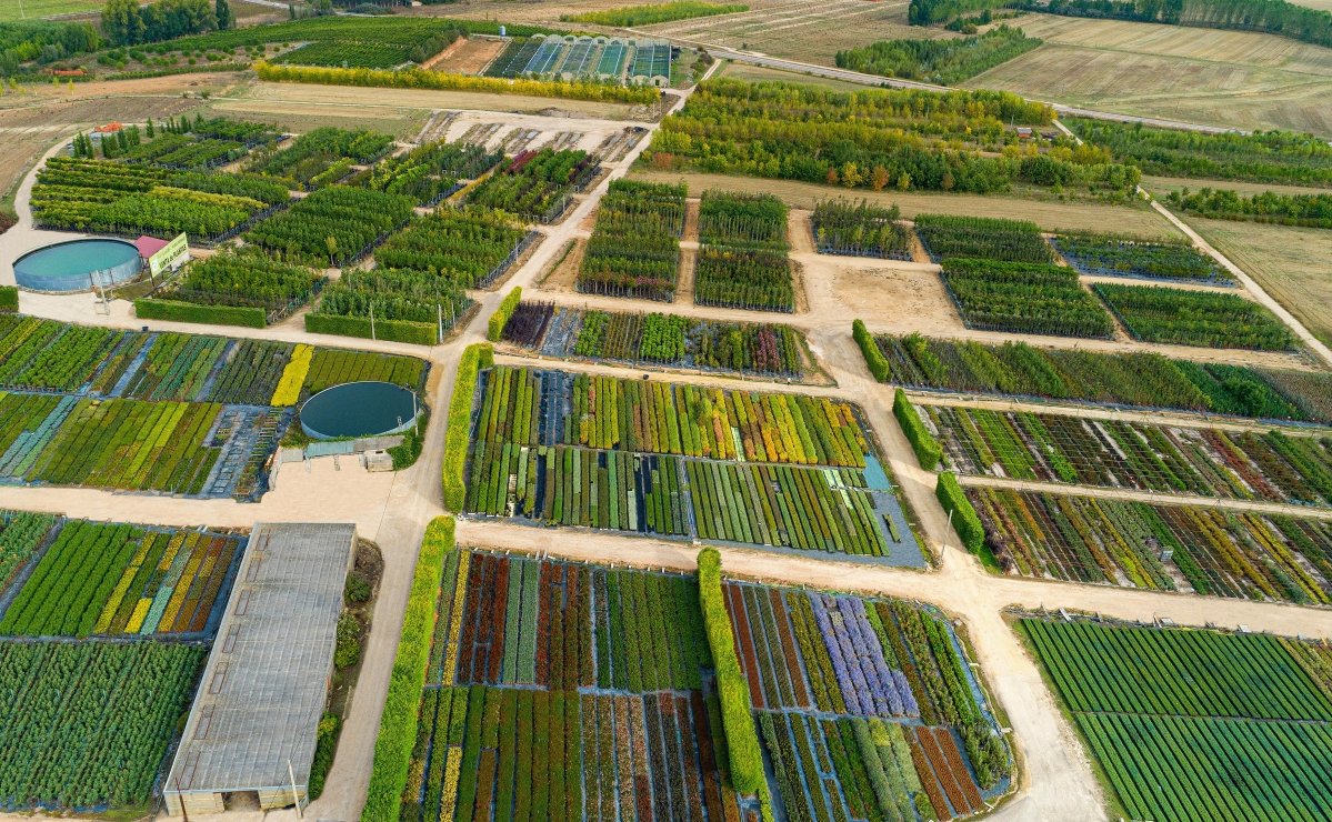 ©El Ejidillo ©El Ejidillo