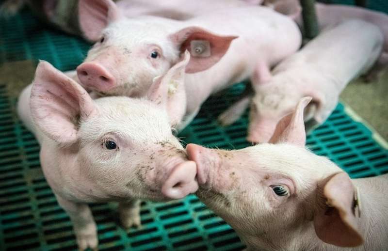 © Pixabay © Pixabay