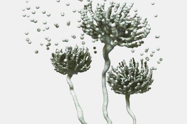 © Pulmocide © Pulmocide