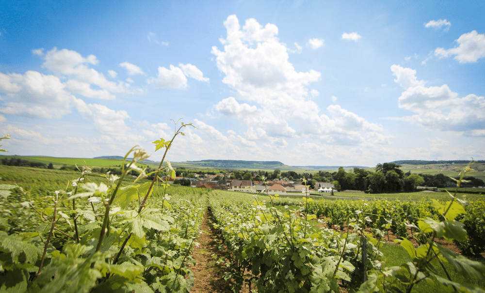 © Champagne Charles Mignon