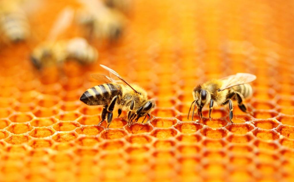 © Icko Apiculture © Icko Apiculture