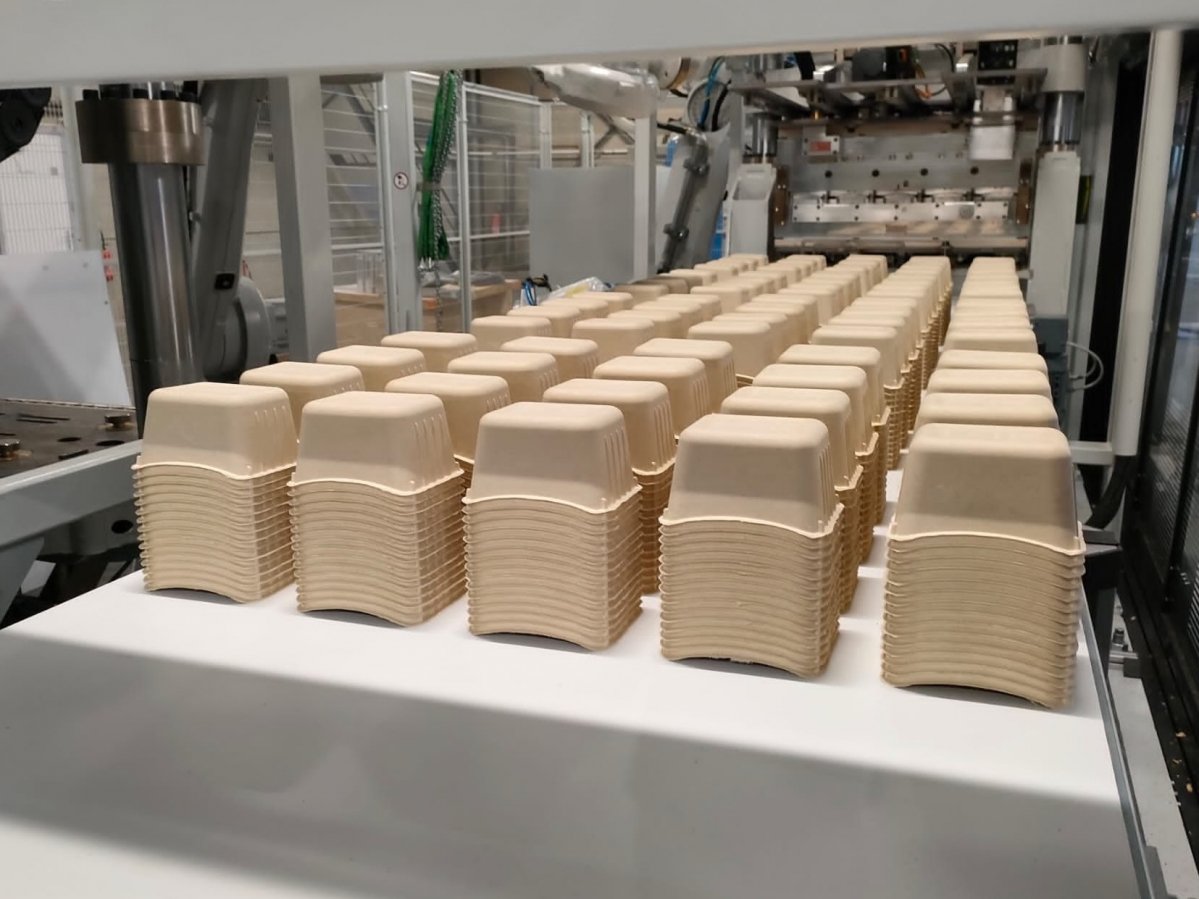 © Daurema © Daurema