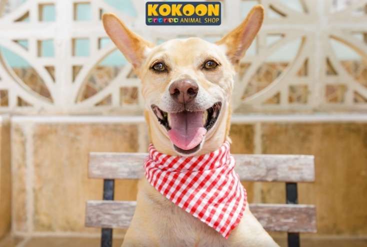 © Kokoon Animal Shop