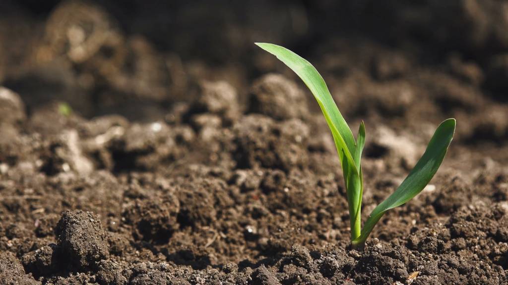 Biotech Agriculture Biotech Agriculture