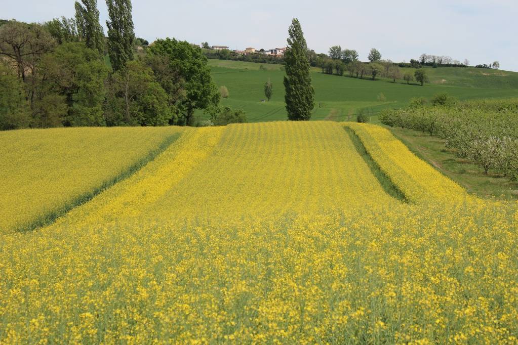 Caussade Semences UNE