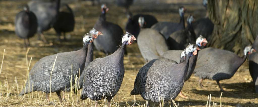 © Ronsard © Ronsard