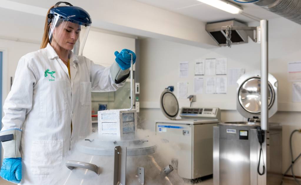 Utilisation de la technologie C-Stem. Crédits : TreeFrog Therapeutics.