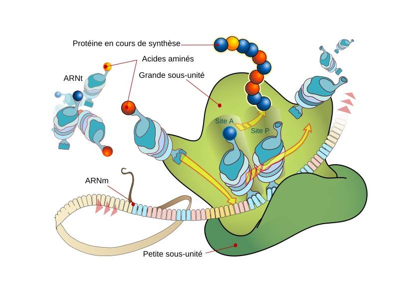 Urania Therapeutics cible le ribosome, l’« usine » à protéines de notre organisme, afin de restaurer la production de protéines fonctionnelles quand celle-ci est altérée. Urania Therapeutics cible le ribosome, l’« usine » à protéines de notre organisme, afin de restaurer la production de protéines fonctionnelles quand celle-ci est altérée.
