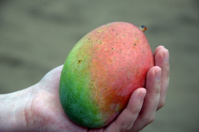 Mangue du Togo - ©Zayneb Dhahbi Mangue du Togo - ©Zayneb Dhahbi