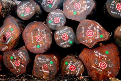 Grumes de Rougier Afrique International - rougier.fr