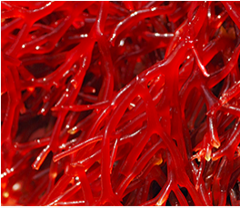 Algaia - Carragh&eacute;nanes