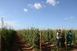 Vilmorin & Cie / Limagrin - Am&eacute;rique du Sud