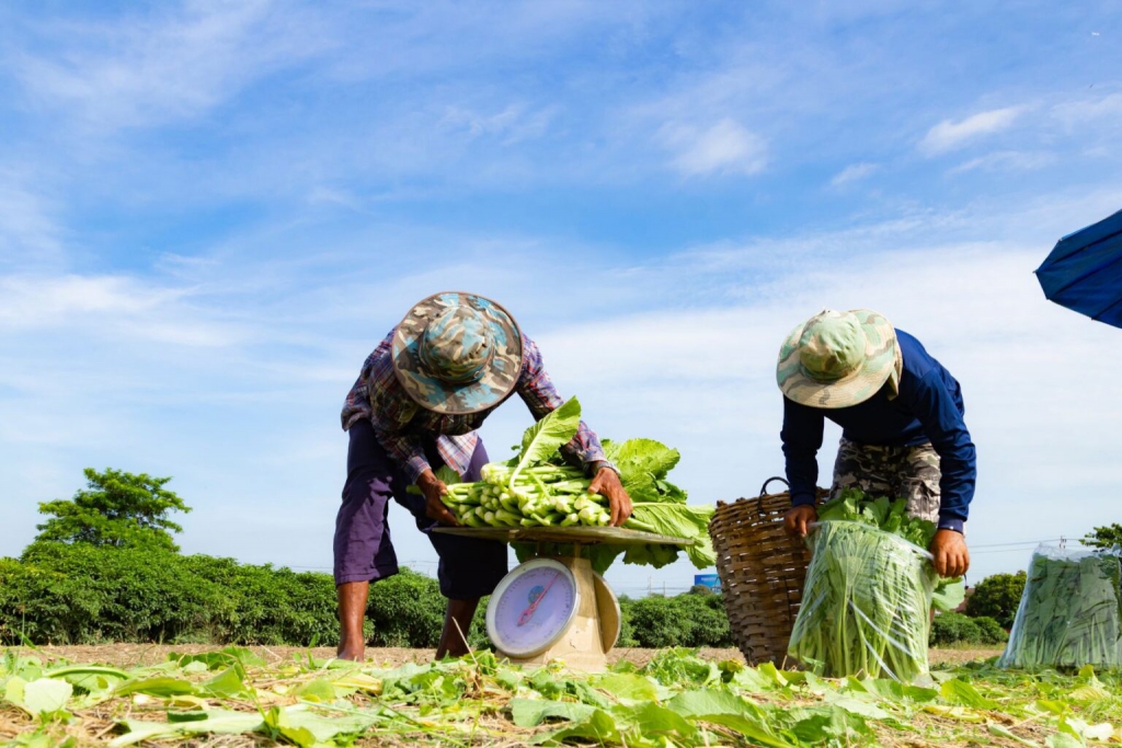 &copy; Agricorp International