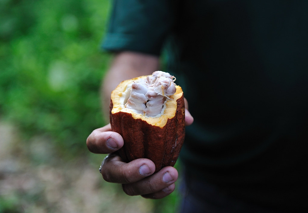 F&egrave;ve de cacao dans sa cabosse et entour&eacute;e de pulpe blanche, le mucilage.