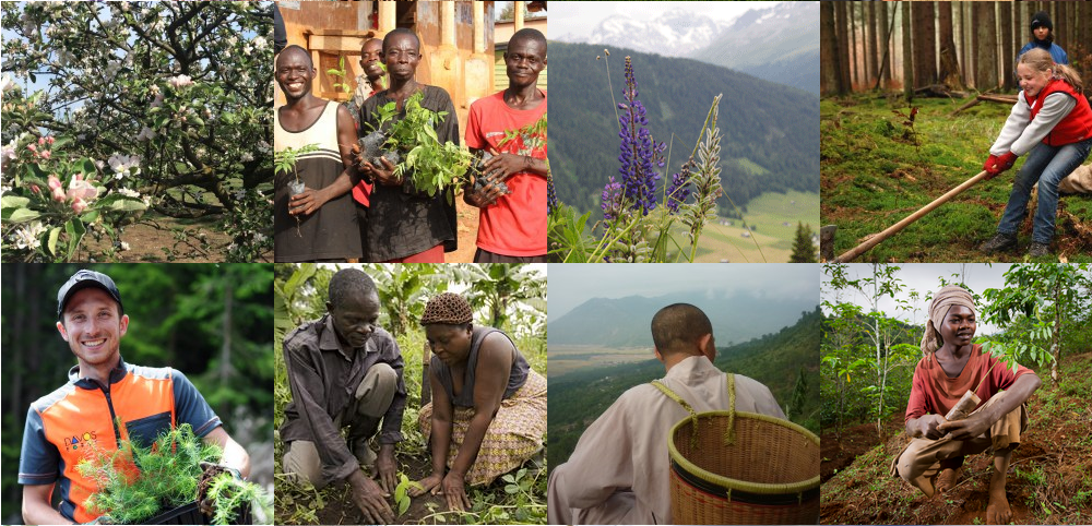 Projets d'agroforesterie et de reforestation &copy; Pur Projet