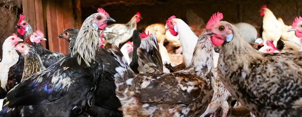 Ceva Santé Animale Ceva Santé Animale