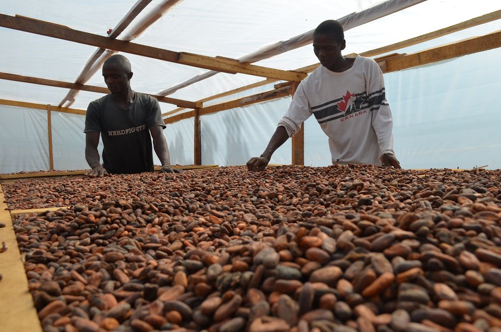 Tradin Organic, producteur de f&egrave;ves de cacao en Sierra Leone - Tradin Organic
