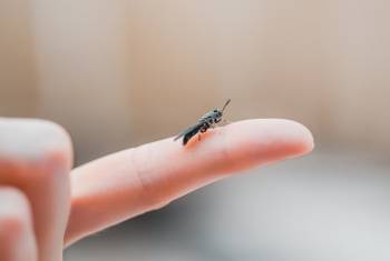 © Innovafeed © Innovafeed