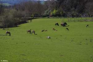 © Parc Zoo du Reynou