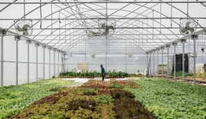 Pauline Air Farm © Les Nouvelles Fermes