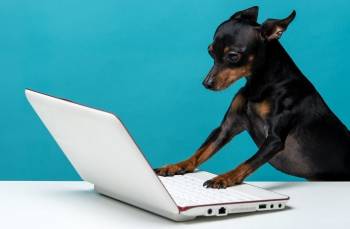 © Oxane Vétérinaire