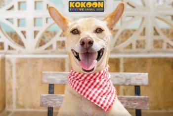 © Kokoon Animal Shop