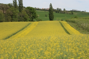 Caussade Semences UNE