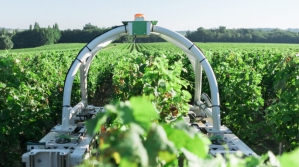 Robot agricole TED dans le vignoble de Saint-Emilion - © Naïo Technologies