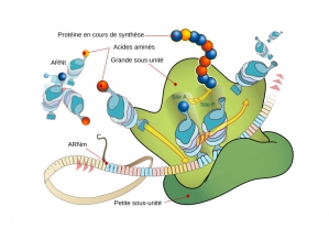 Urania Therapeutics cible le ribosome, l’« usine » à protéines de notre organisme, afin de restaurer la production de protéines fonctionnelles quand celle-ci est altérée.